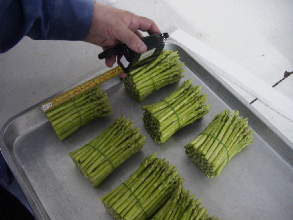 green asparagus.jpg