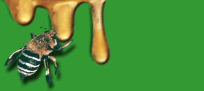 honeytasmania.jpg