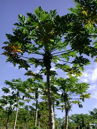 Papaya Plantation ; Actual size=240 pixels wide